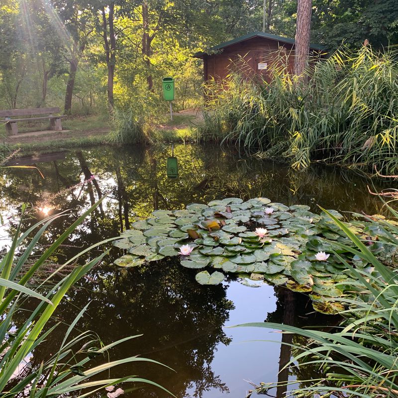 Von Gänserndorf zum Biotop in Strasshof und zur Madonna De Lourdes Kapelle bei Großengersdorf