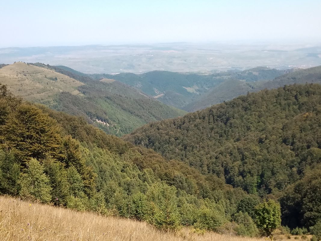 Belioara