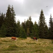 Valea Ursului