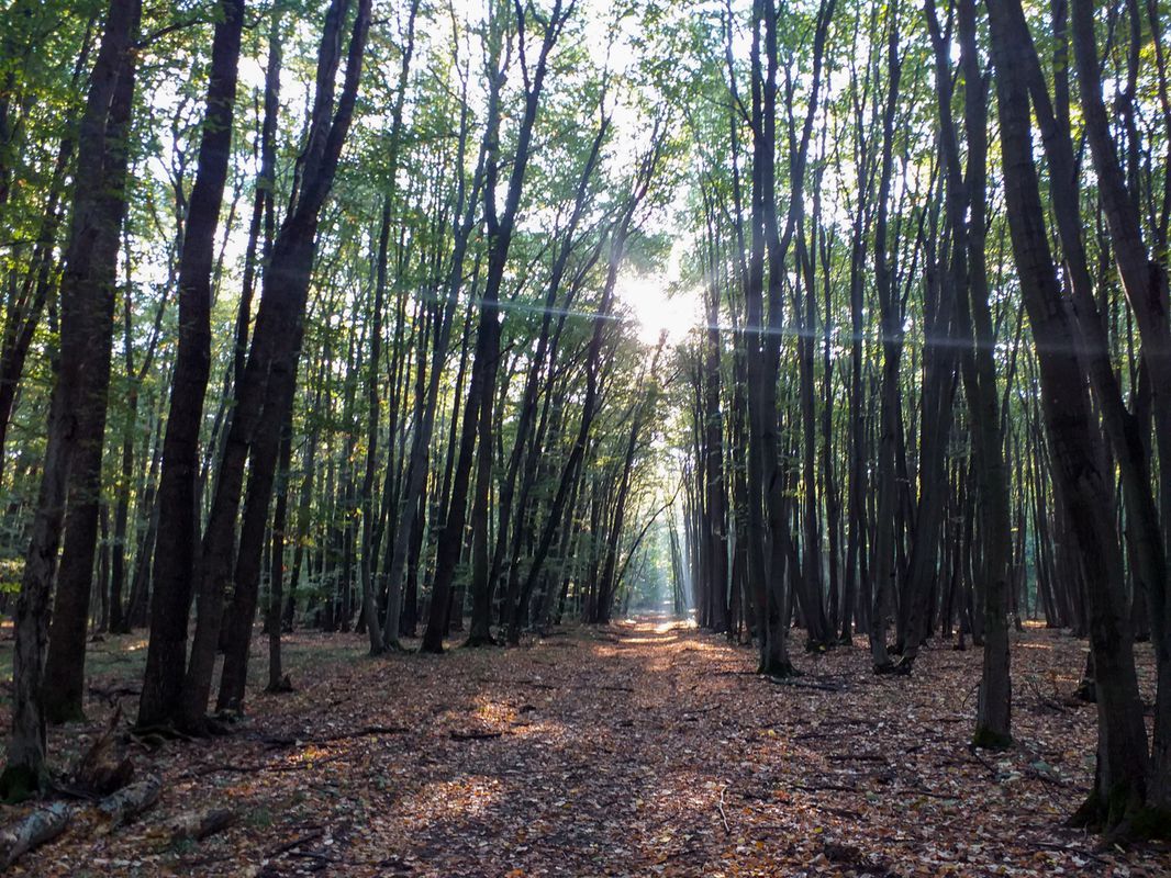 Potigrafu MTB 20 km Curcubeu - Pd. Gherghita - L. Saracineanca - Curcubeu (ADE 202)
