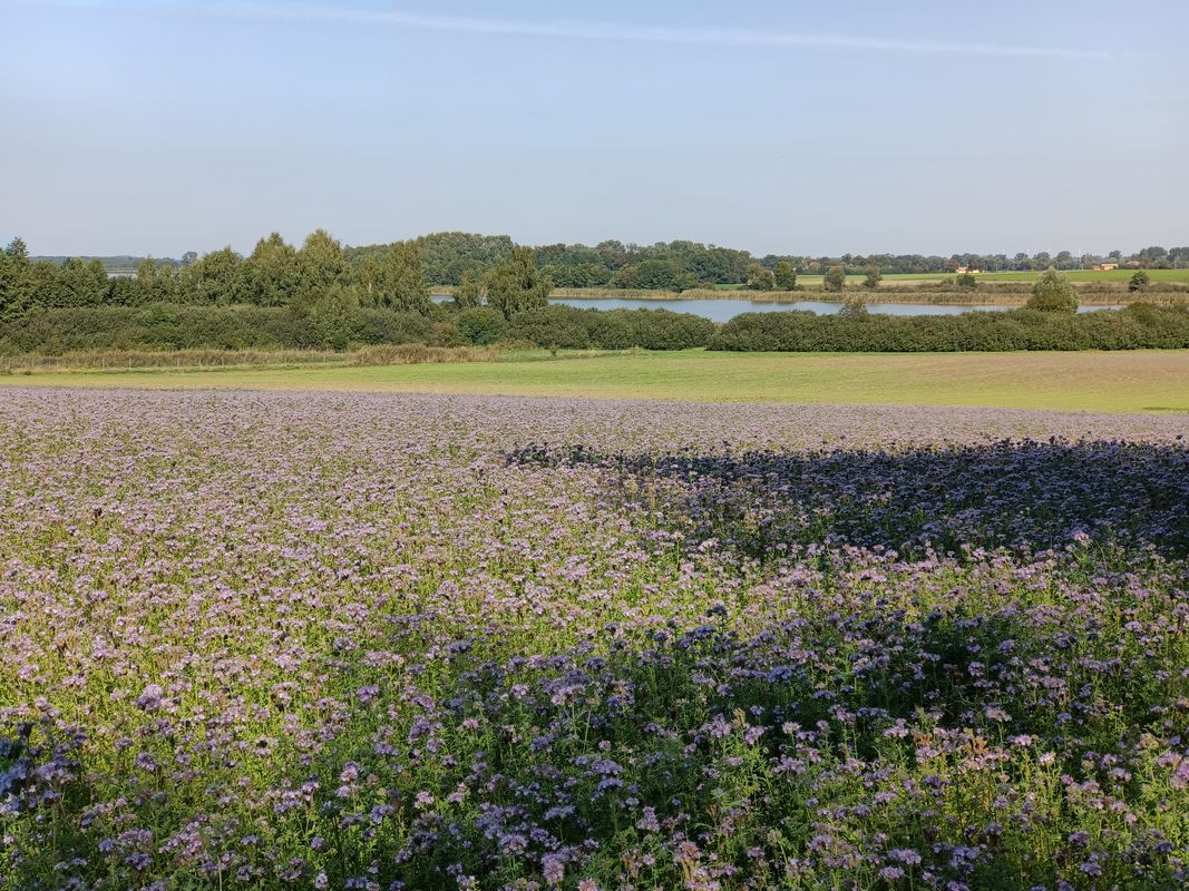Łagiewniki do Ogrodowa 3, Kruszwica