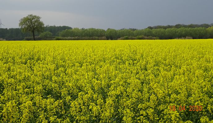 Photo 1 of the Bikemap route "Lüdingh., Sendenhorst, Ottmarsb. 105km"