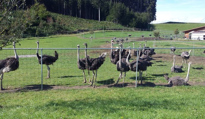 Photo 1 de l’itinéraire Bikemap « Ravensburg - Waldburg - Runde »