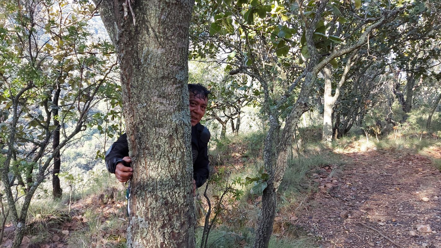 árbol y torre 1 corto