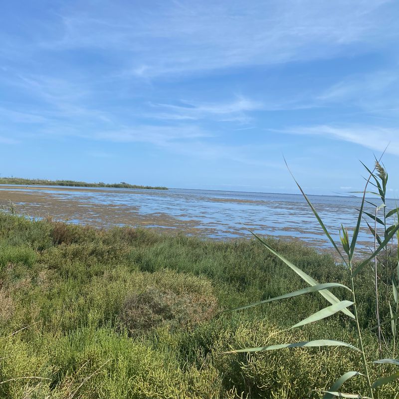 Leisurely flat ride through the delta area from Sant Carles de la Ràpita