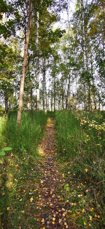 От вул. Миколи Бурки 8, Васильків до вулиця Щаслива 38, Софіївська Борщагівка