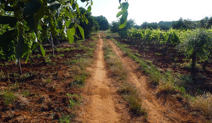 Photo 1 of the Bikemap route "ISTRA MTB Mirna"