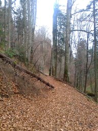 Punto saliente 3 lungo il percorso Bikemap "legatura poiana stanii -busteni"