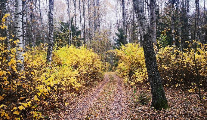 Foto 2 de la ruta de Bikemap "2020 10 31 strava xcm "Наднёманскі""