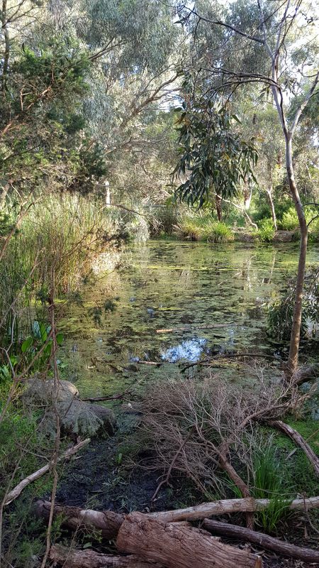Urban Forest- Moylan Street 16, Bentleigh East to Preston Street 5, Bentleigh East