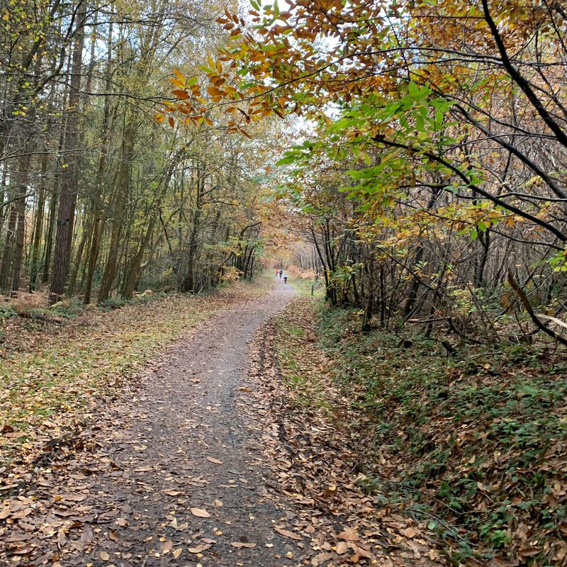fall in love with autumn