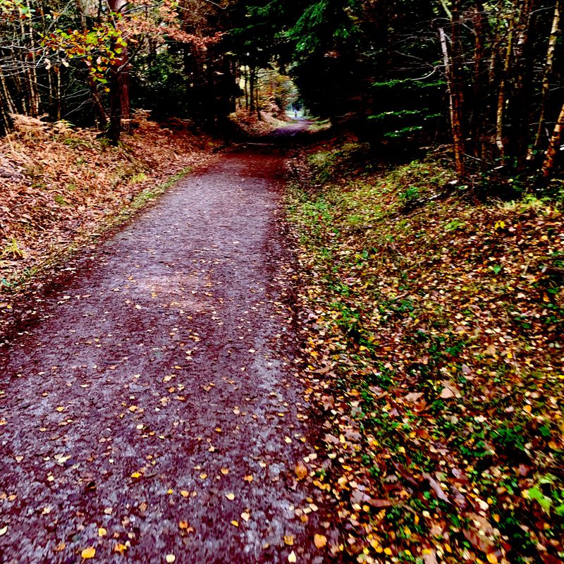fall in love with autumn