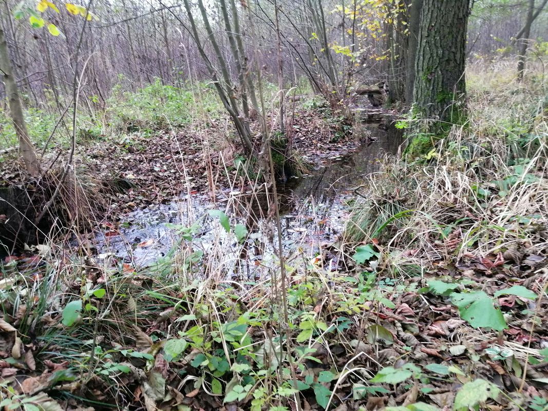 Wierzyce, Czerniejewo