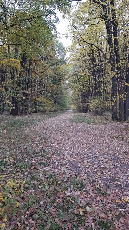 Str. Crinului, Dascălu to Str. Crinului, Dascălu