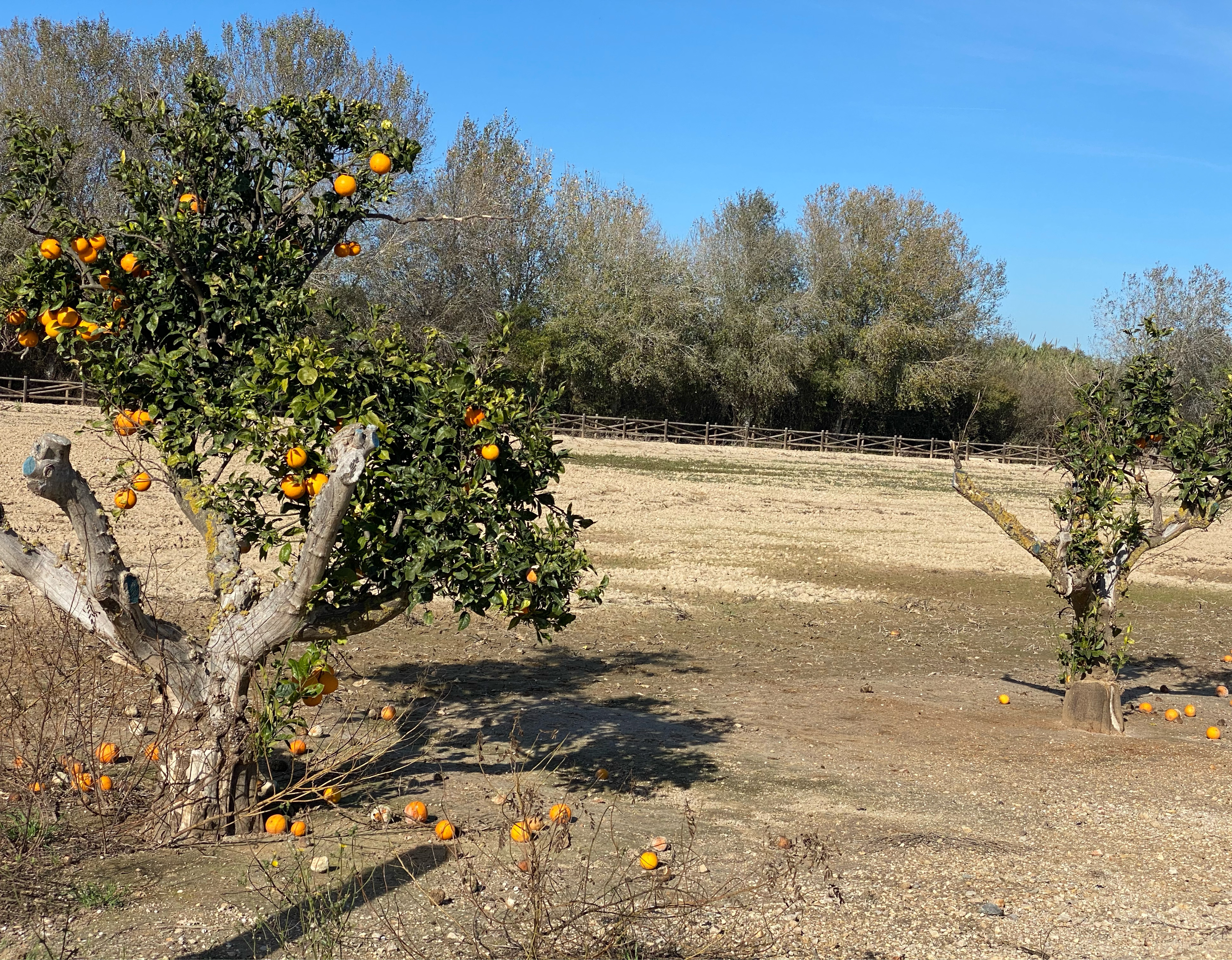Beautiful flat ride from Sant Carles to the Ebro
