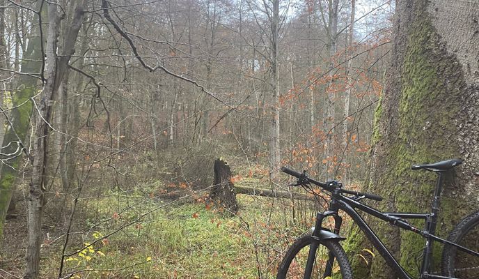 Foto 1 der Bikemap-Route "The Sachsenwald, unendles trails …🤪" Foto 1 der Bikemap-Route "The Sachsenwald, unendles trails …🤪"