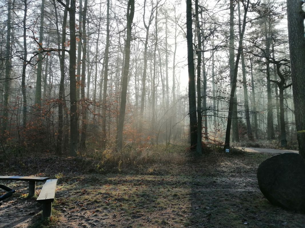 Zagajnikowa 8, Zalasewo do Osiedle Leśne 82, Zalasewo