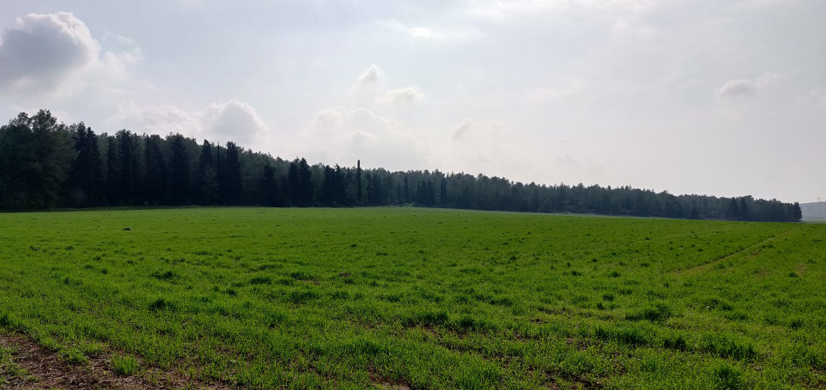 Haruvit Forest and Britain Park