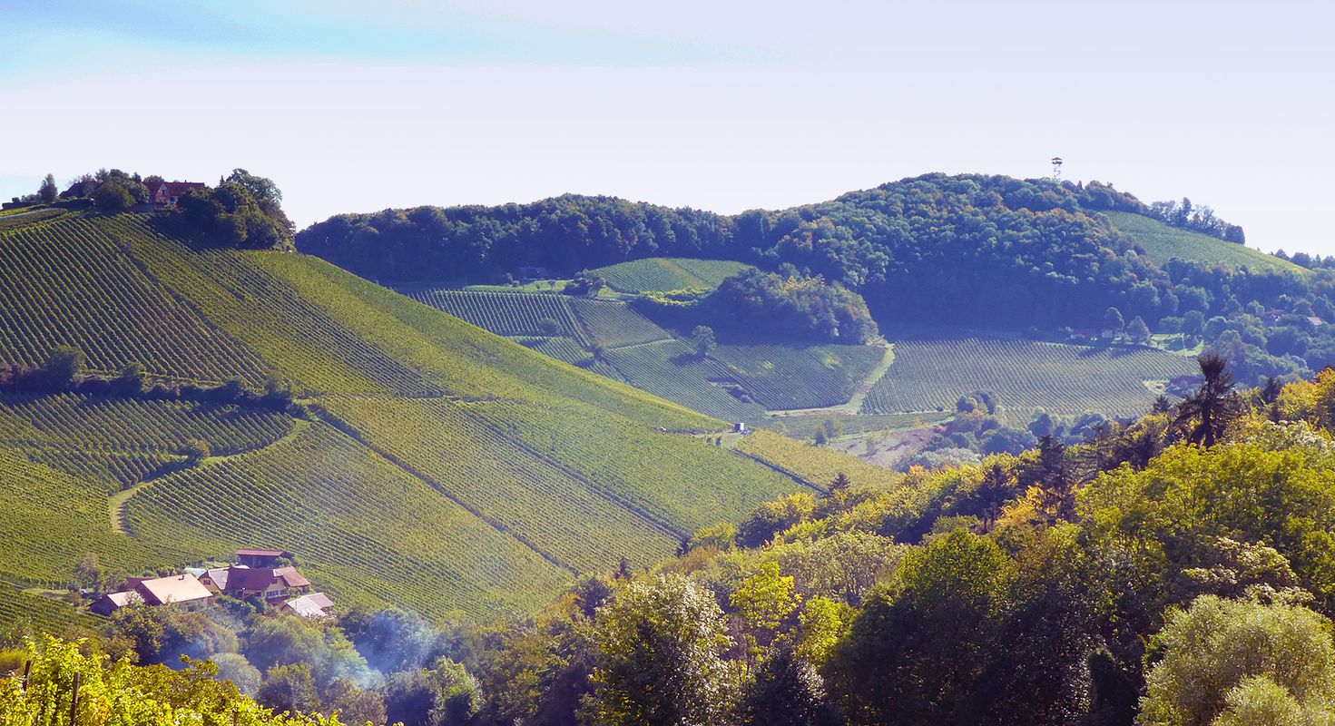 Among the vineyards MTB