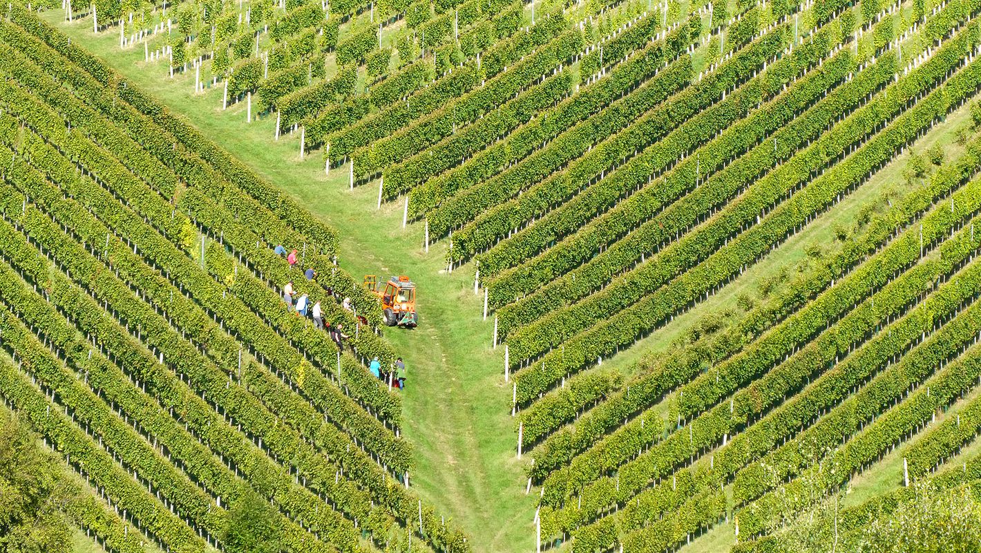 Among the vineyards MTB