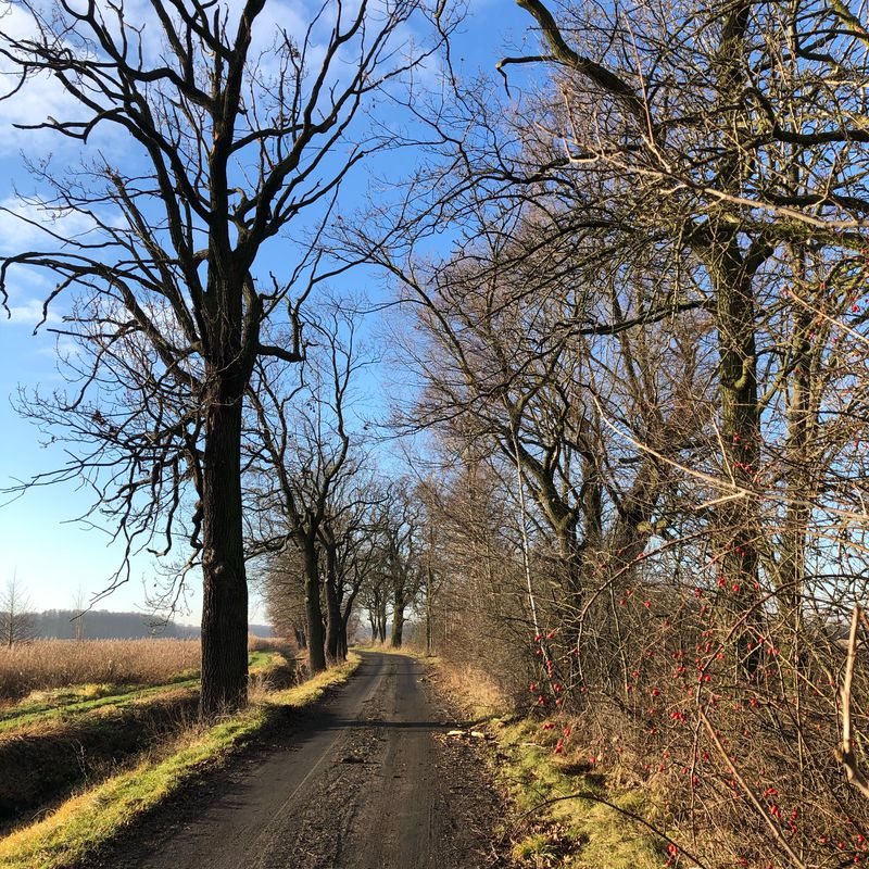 Wojska Polskiego 16, Chojnów do Wojska Polskiego 14, Chojnów