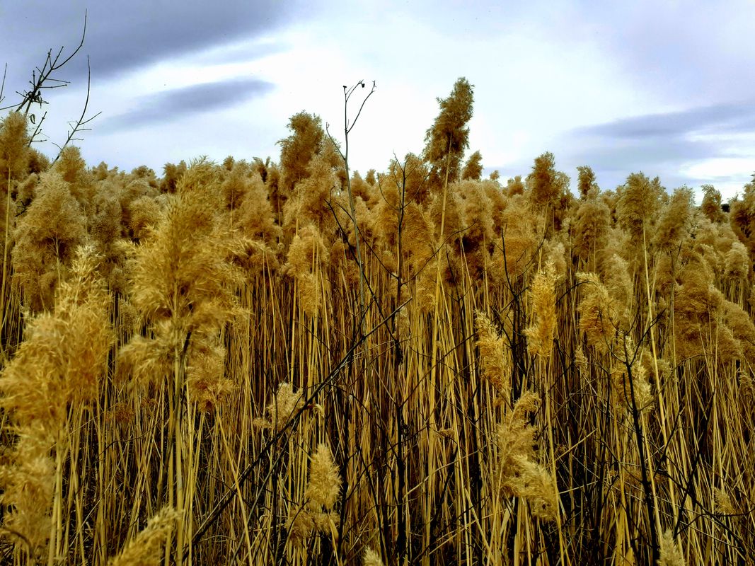 Valea Lupului - Capu Satului tura 1