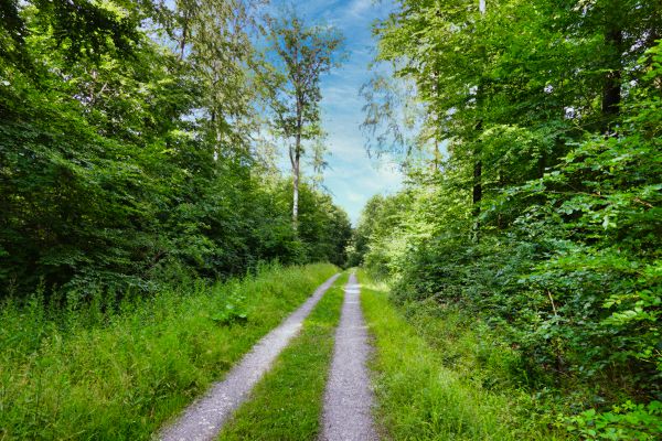 Möhringen - Sindelfinger Wald - Büsnau - Katzenbacher Hof - Uni (26km)
