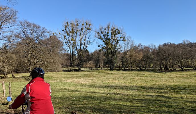 Foto 2 der Bikemap-Route "Brander Wald"