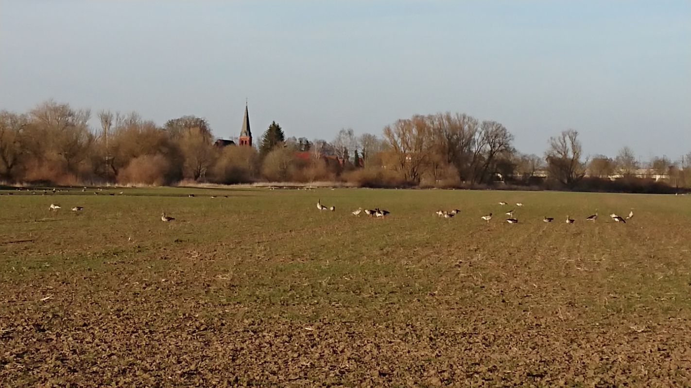 Langsame Fahrt Koldingen, Giften