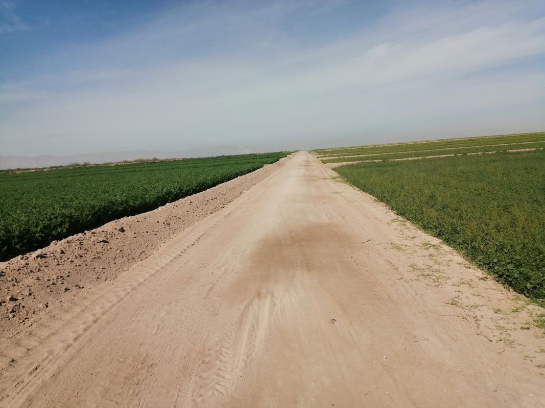 El olivo para salir a rancho alegre