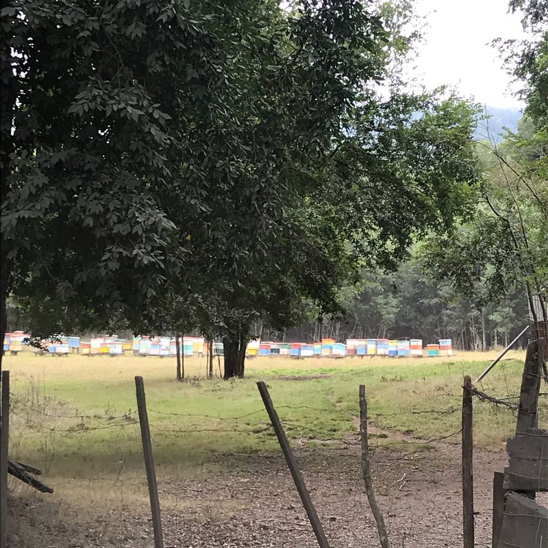 De Camino Internacional 1865, Pucón a Pedro de Valdivia 648, Pucón