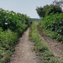 110.02.28白河木棉花