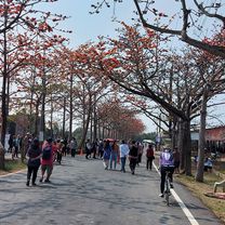 Foto 7 del percorso Bikemap "110.02.28白河木棉花"