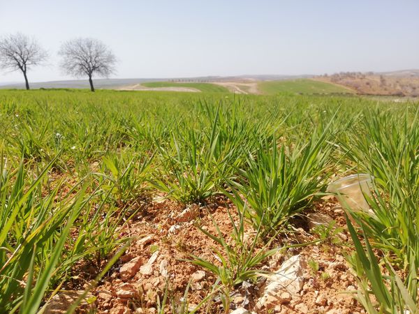 Foto 2: tuğrul ergut