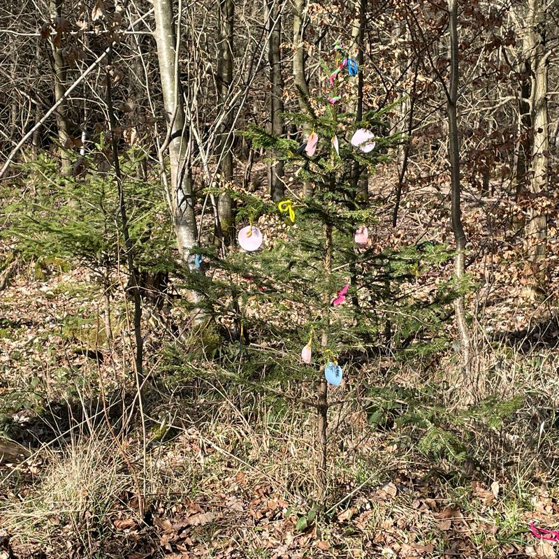 Möhringen - Solitude, Birkenkopf_42km 480hm