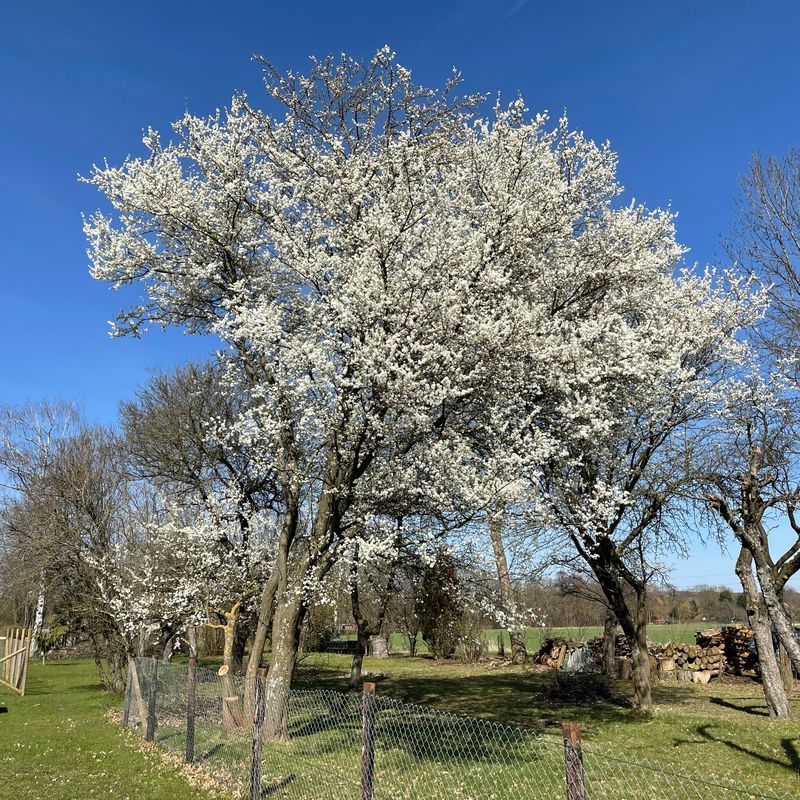 Möhringen - Solitude, Birkenkopf_42km 480hm