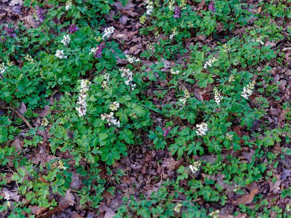 Foto 2: schwuppdi