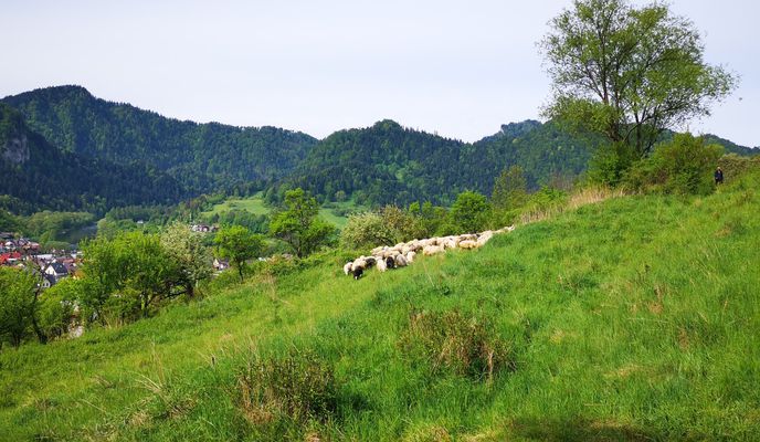 Zdjęcie 2 trasy Bikemap „Widokowy Szczawnica - Czerwony Klasztor - Velky Lipnik - Leśnica”
