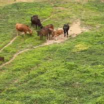 屯馬-經南生圍同大水管