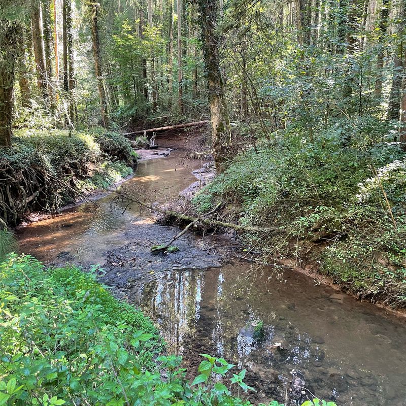Möhringen - Reutlingen grün 42km 430hm