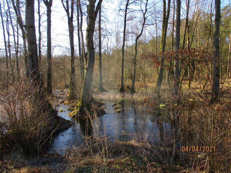 Zdzary do pomnika poległych w I ws z psiakiem