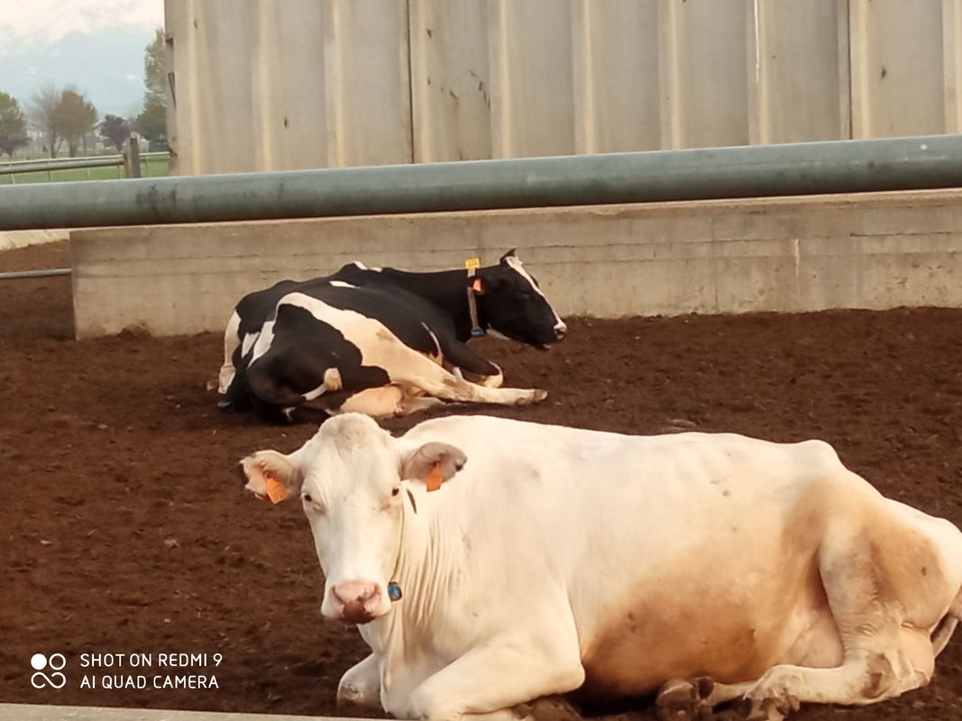 Da Via Borgone 3, Torino a Piazza San Donato 28, Pinerolo