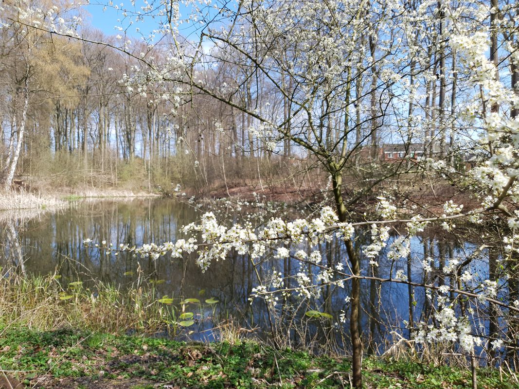 Breslauer Straße 31, Harpstedt nach Rotdornweg 6, Harpstedt