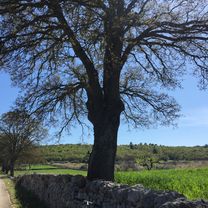 Da Via Indipendenza 25, Alberobello a Via Tenente Agrusti, Alberobello