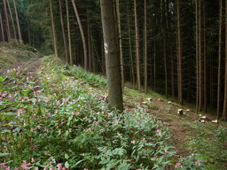 Hebe Bild 10 entlang der Bikemap-Route "Trebgast - Oberlaitsch - Windrad - Ramsenthal - Harsdorf" hervor