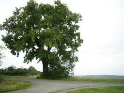 Hebe Bild 1 entlang der Bikemap-Route "Trebgast - Oberlaitsch - Windrad - Ramsenthal - Harsdorf" hervor