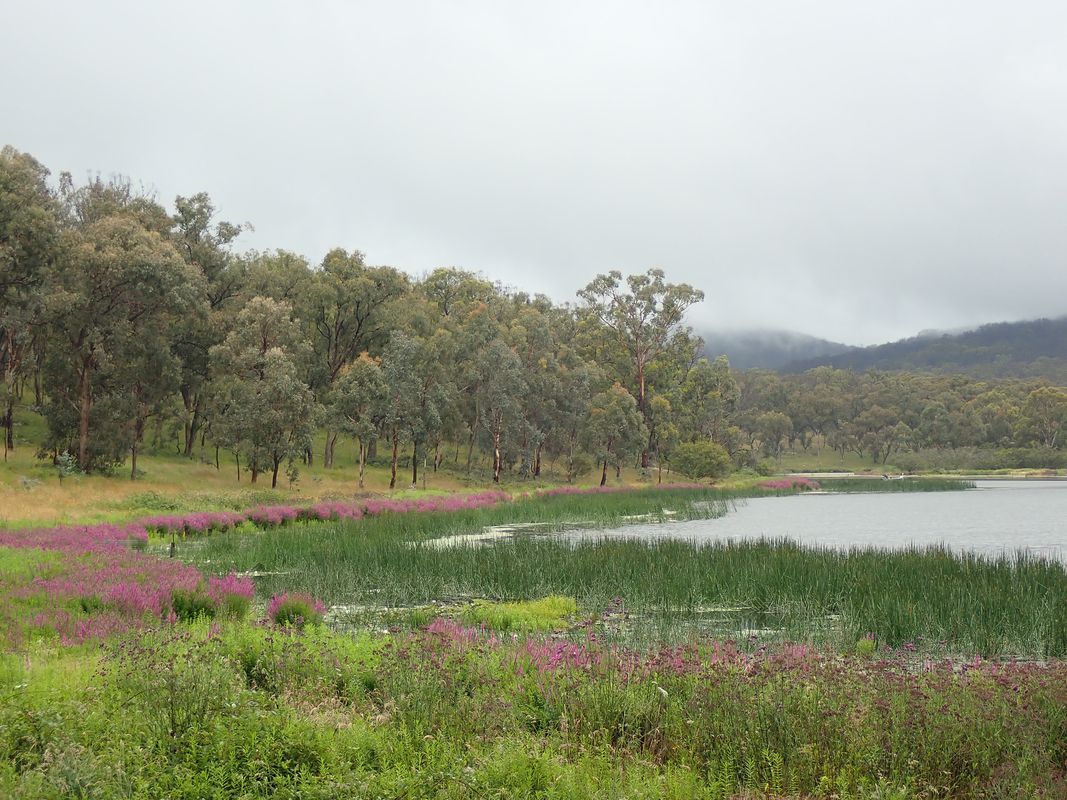 Ride to Dumaresq dam