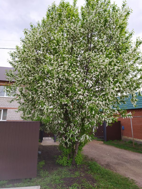 Победная кругосветка!