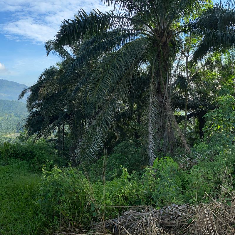 Route to Lorong Bidara 1, Kampung Berangan Sembilan