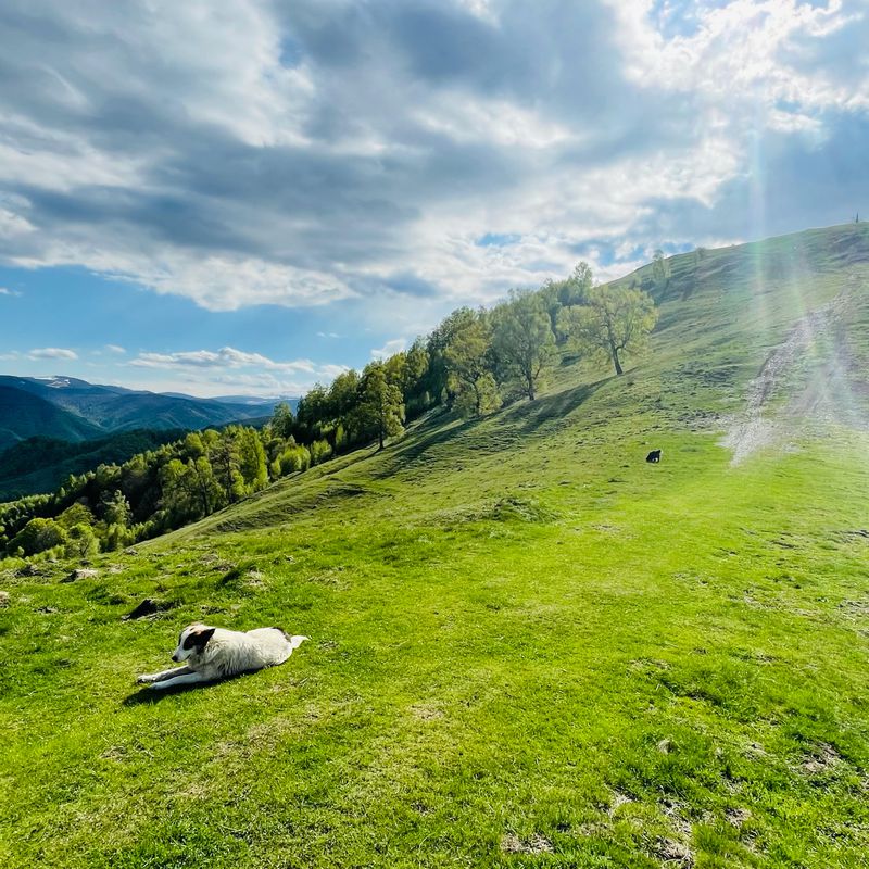 Route to Prislop-Rășinari, Răşinari